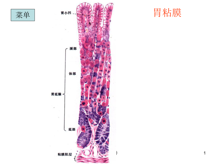 组织胚胎学切片复习(下)-PPT课件.ppt_第1页