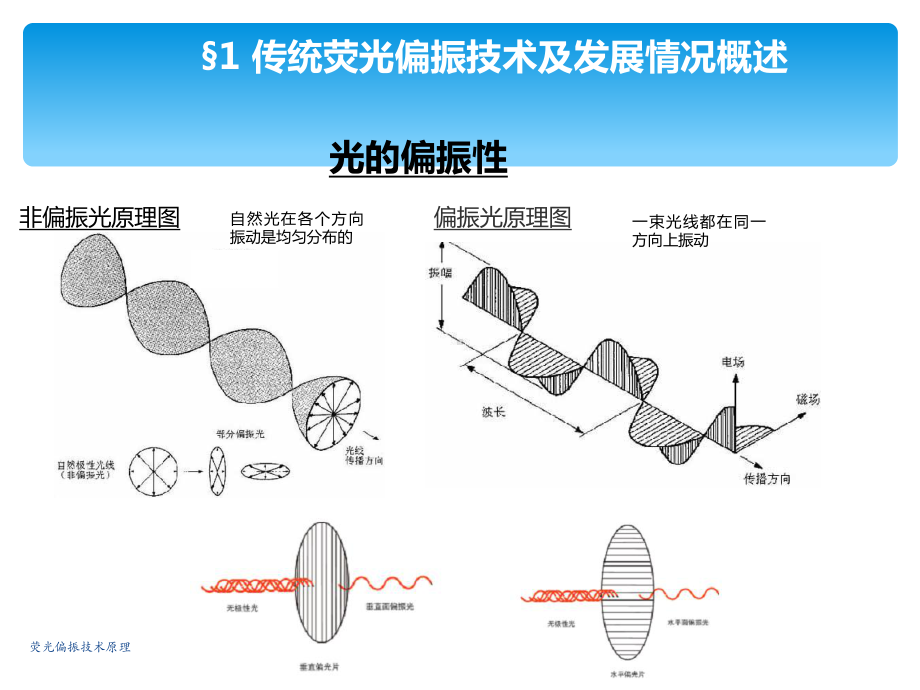 荧光偏振技术原理-ppt课件.ppt_第3页