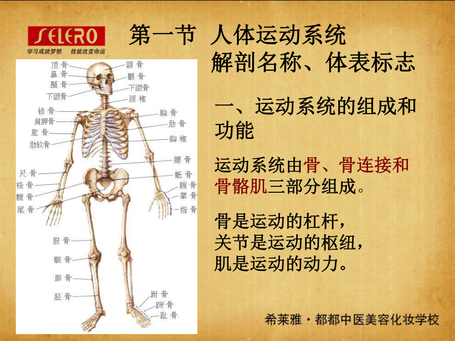 第二章-正常人体生理解剖学基础知识-PPT课件.ppt_第2页