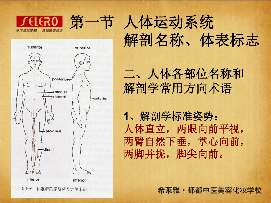 第二章-正常人体生理解剖学基础知识-PPT课件.ppt_第3页