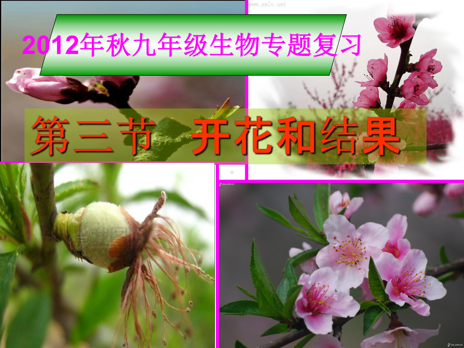 开花和结果讲课课件.ppt_第1页