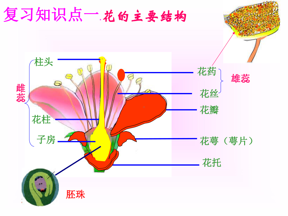 开花和结果讲课课件.ppt_第3页