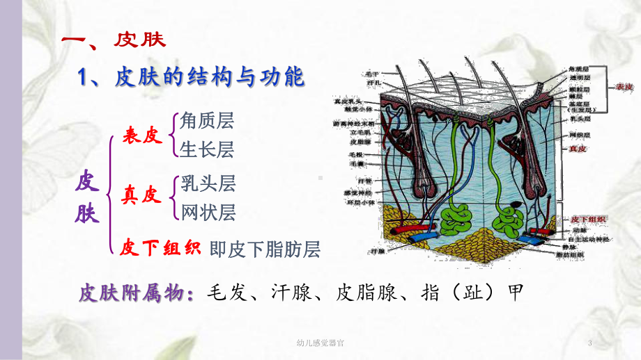 幼儿感觉器官ppt课件.ppt_第3页