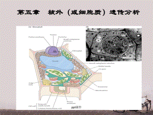 遗传学-核外遗传分析-ppt课件.ppt