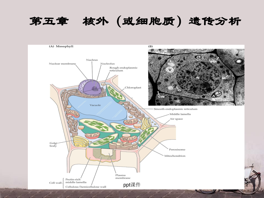 遗传学-核外遗传分析-ppt课件.ppt_第1页