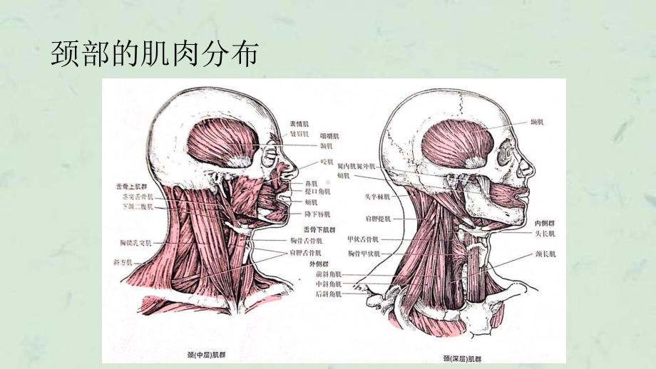 颈部运动及其相关的肌肉课件.ppt_第3页