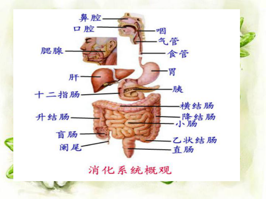 肠穿孔的护理查房课件.ppt_第3页