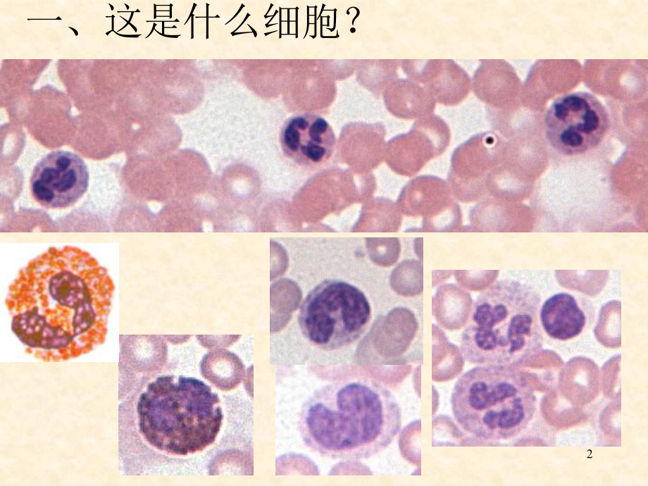 组织学与胚胎学切片复习-PPT课件.ppt_第2页