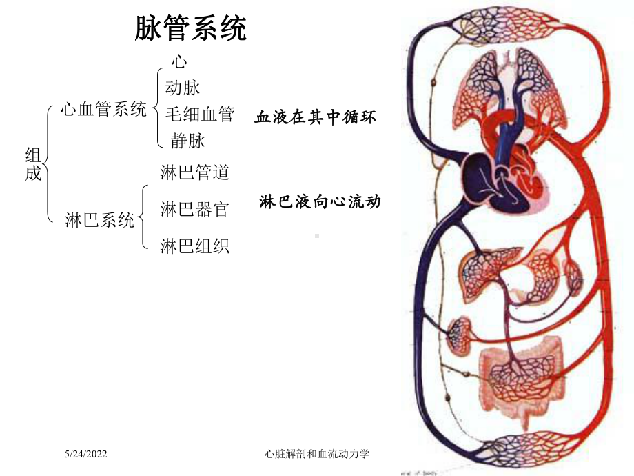 心脏解剖和血流动力学课件.ppt_第3页