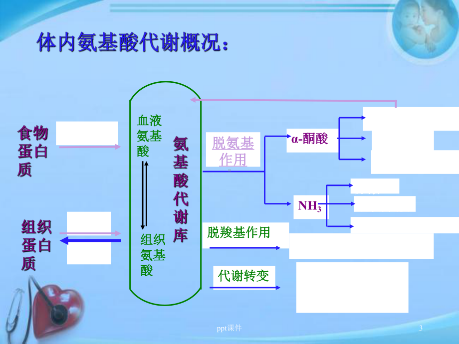 蛋白质的分解代谢-ppt课件.ppt_第3页