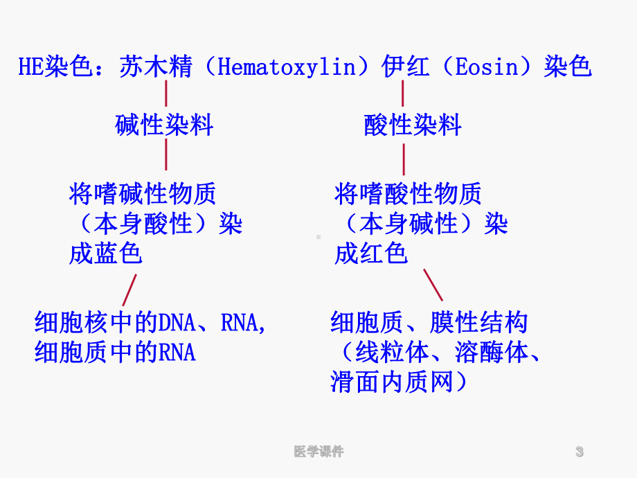 组织学与胚胎学复习重点-PPT课件.ppt_第3页