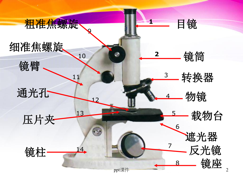 显微镜的结构和使用-ppt课件.ppt_第2页