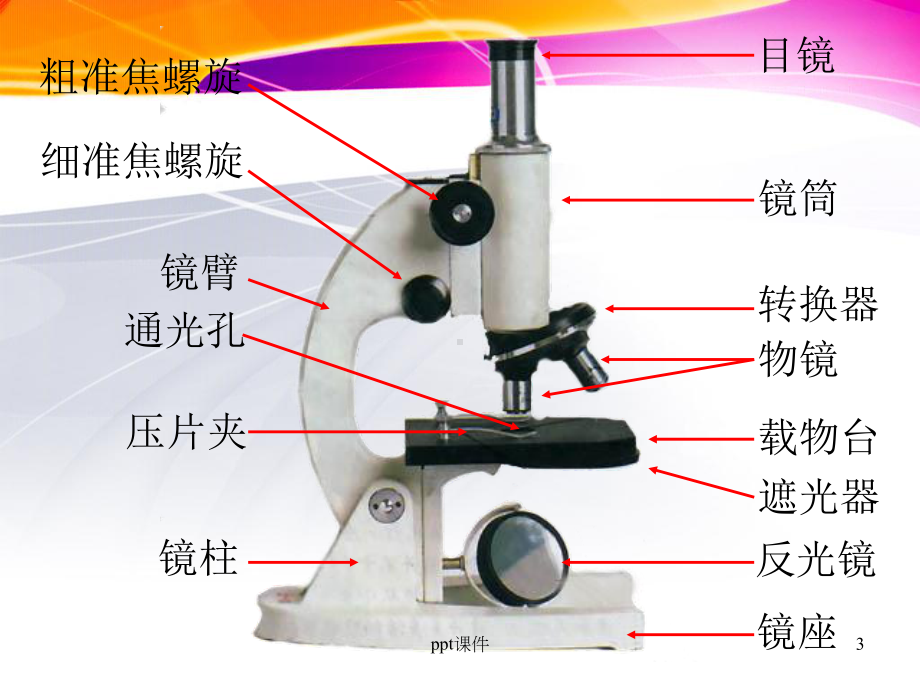 显微镜的结构和使用-ppt课件.ppt_第3页