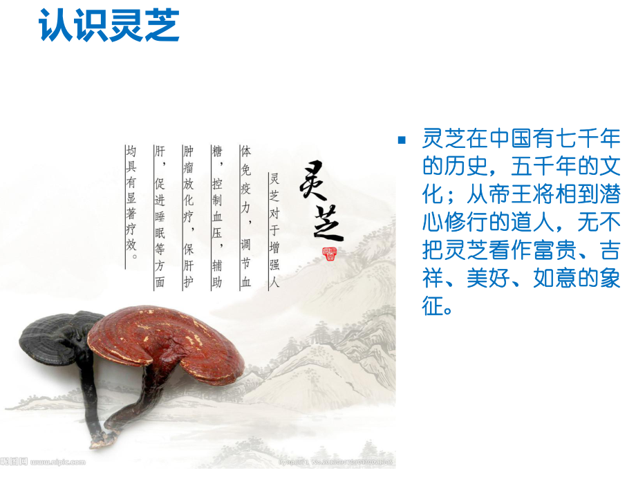 灵芝及其成分的原理分析-ppt课件.ppt_第2页