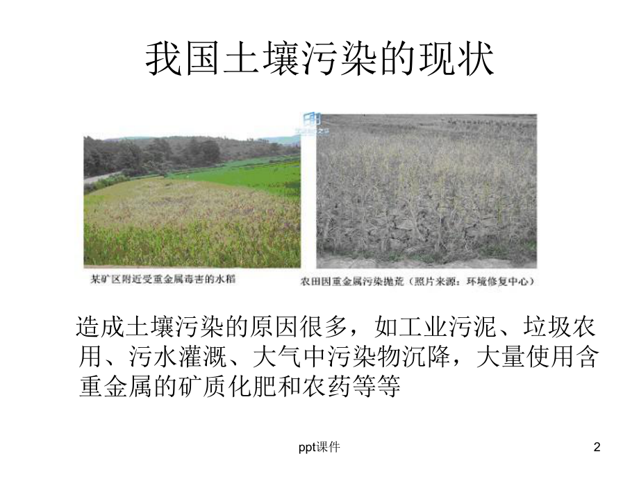 污染土壤的植物修复技术介绍-ppt课件.ppt_第2页