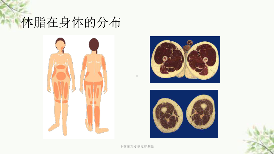 上臂围和皮褶厚度测量课件.ppt_第2页