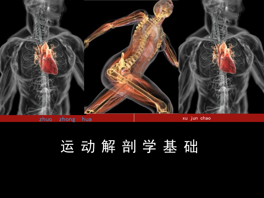 运动解剖学课件.ppt_第1页