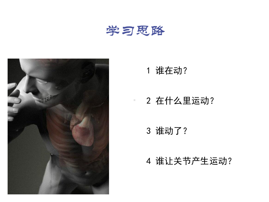 运动解剖学课件.ppt_第3页