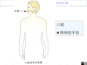 幼儿园大班健康保护我的肠胃课件.ppt