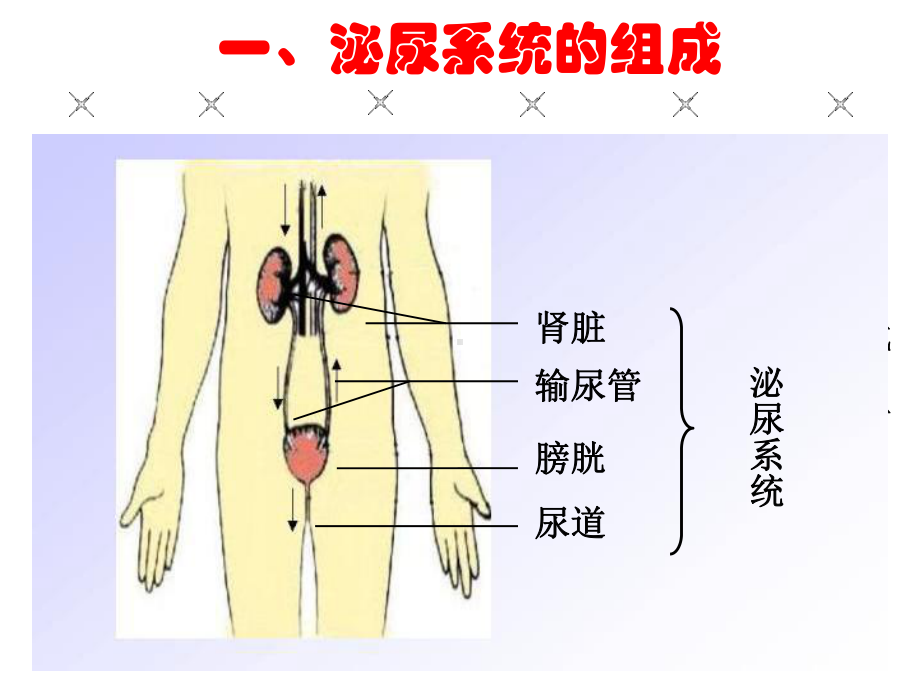 人体内废物的排出(优质课)ppt课件.ppt_第3页