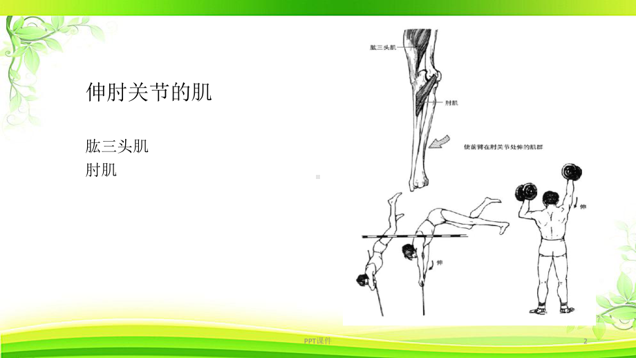 运动肘腕关节的肌肉-ppt课件.ppt_第2页