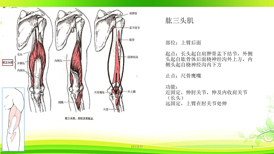 运动肘腕关节的肌肉-ppt课件.ppt_第3页