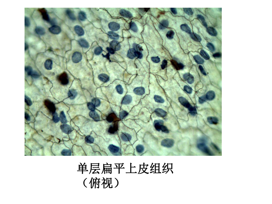 组织胚胎学-(期中复习切片)-PPT课件.ppt_第2页