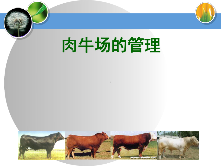 肉牛场的管理-ppt课件.ppt_第1页