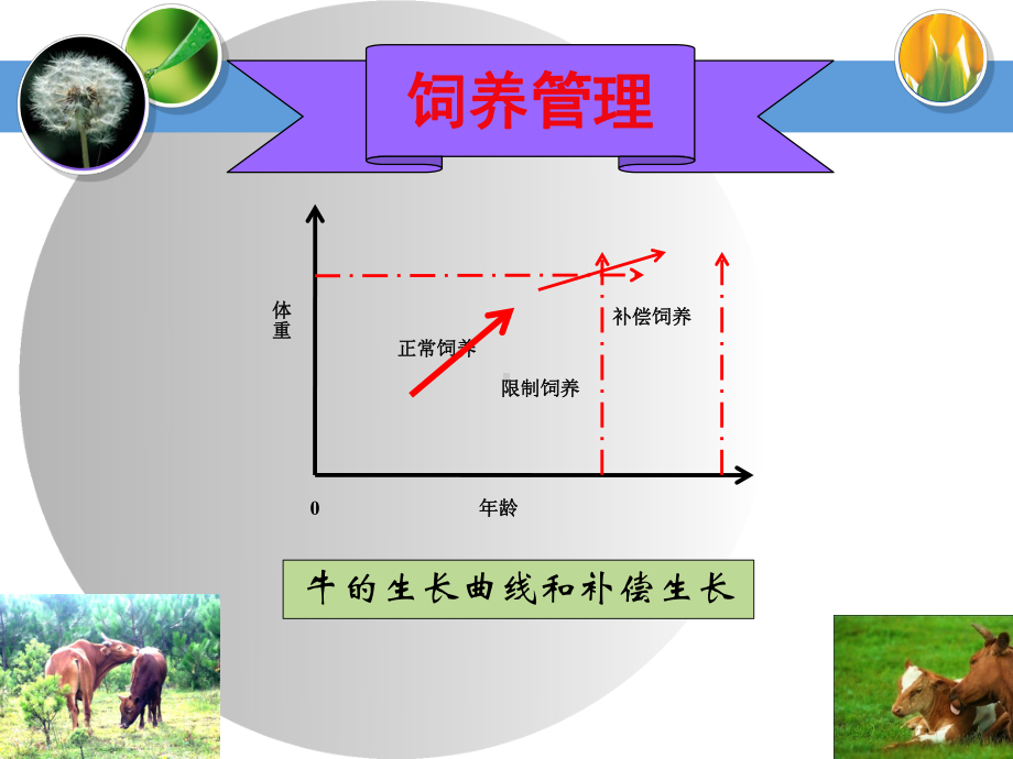 肉牛场的管理-ppt课件.ppt_第3页