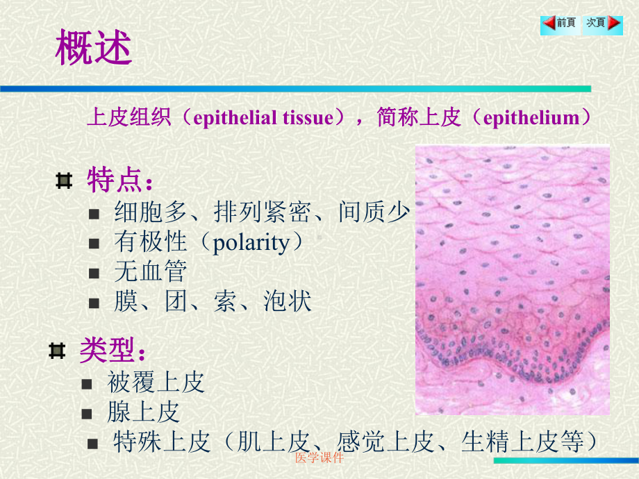 组织学与胚胎学-上皮组织-PPT课件.ppt_第2页