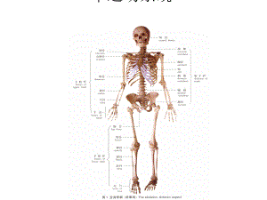 《人体解剖学》课件-第二章-运动系统.ppt