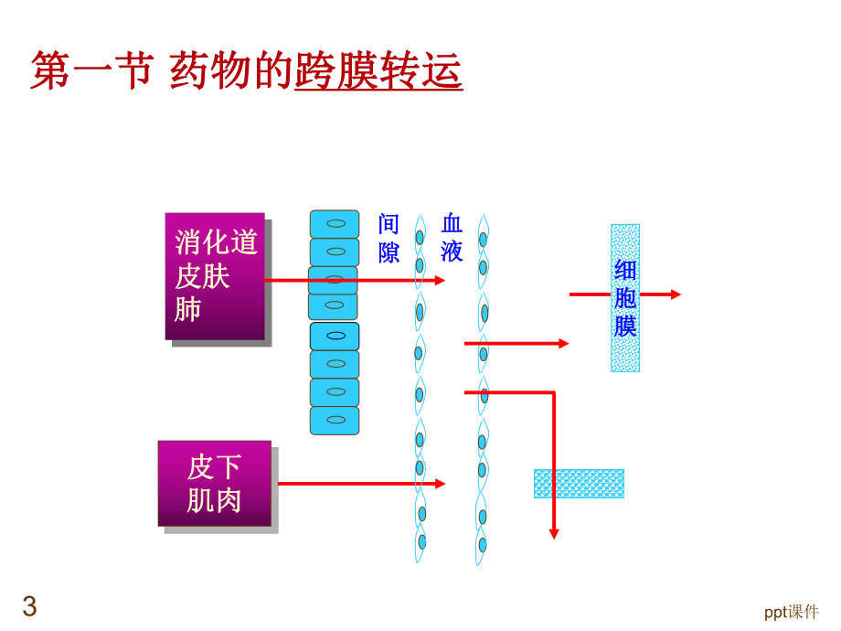 药理学-药物代谢动力学-ppt课件.ppt_第3页