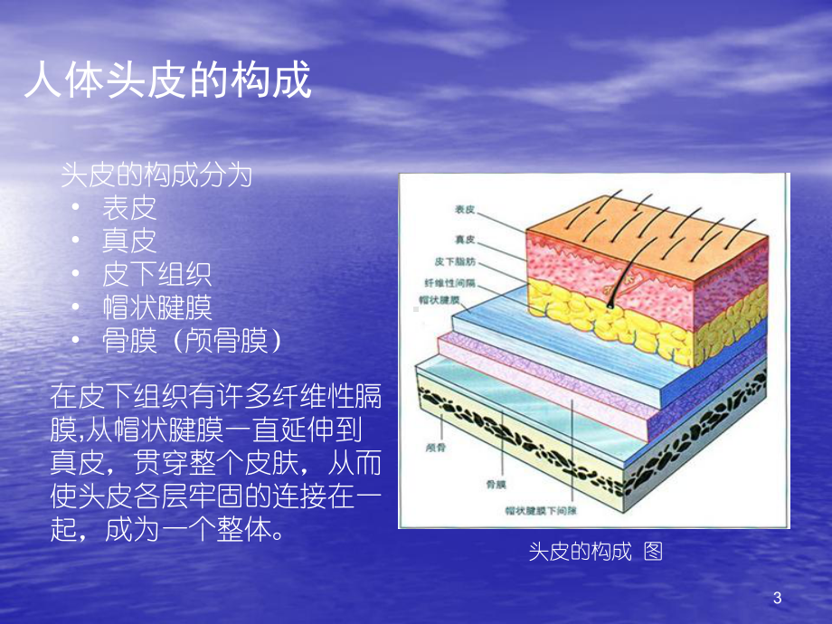 毛发移植技术课件-PPT.ppt_第3页