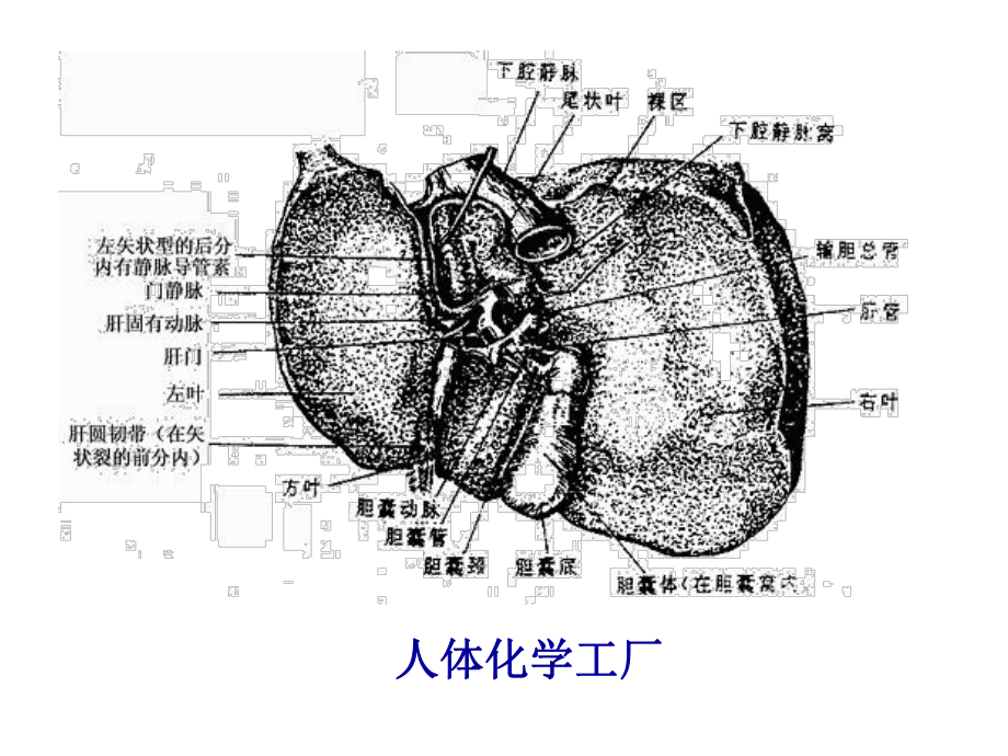 病理生理学16-PPT课件.ppt_第2页