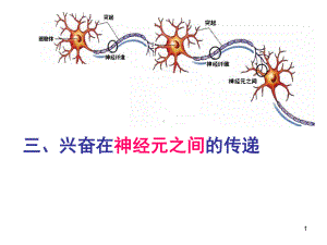 兴奋在神经元之间的传递8ppt课件.ppt