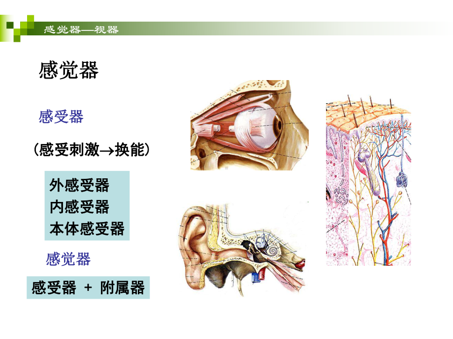 感觉器官—视器-人体解剖学课件.ppt_第3页