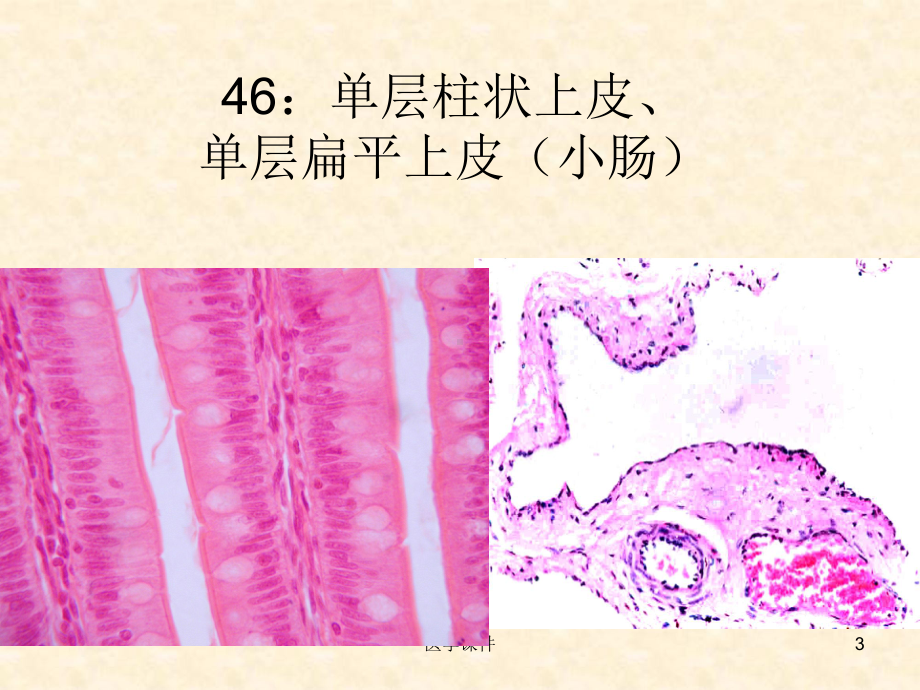 组织学与胚胎学图片-PPT课件.ppt_第3页