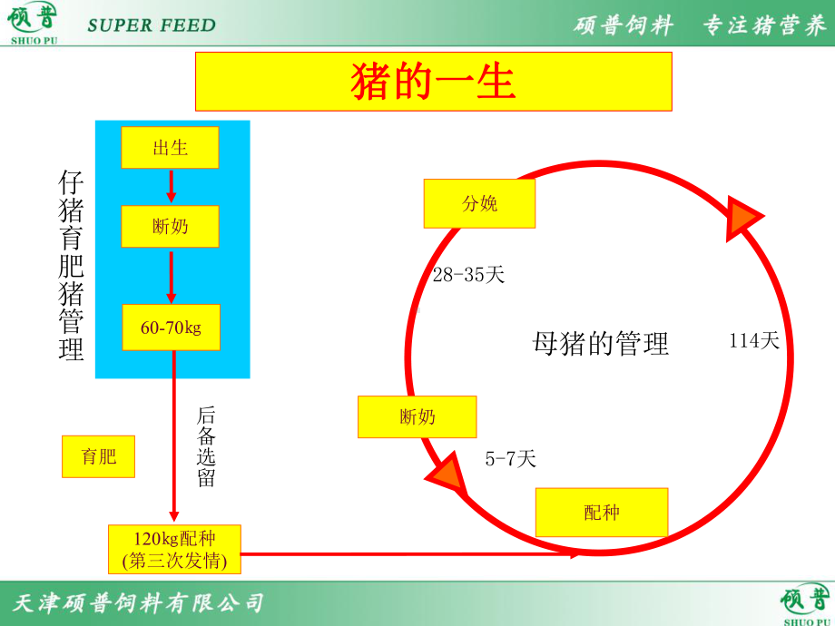 母猪的饲养管理-ppt课件.ppt_第3页