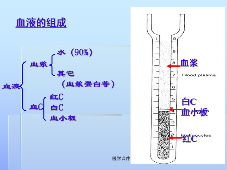 组织胚胎学-血液临本-PPT课件.ppt_第2页