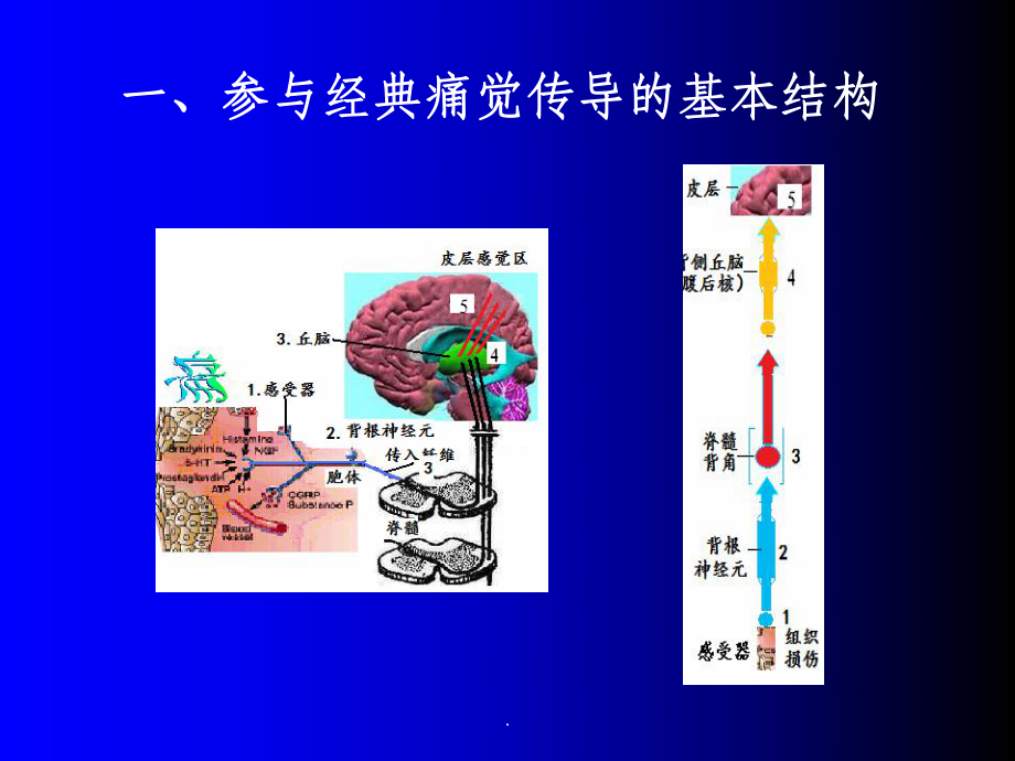 痛觉的传导ppt课件.ppt_第2页