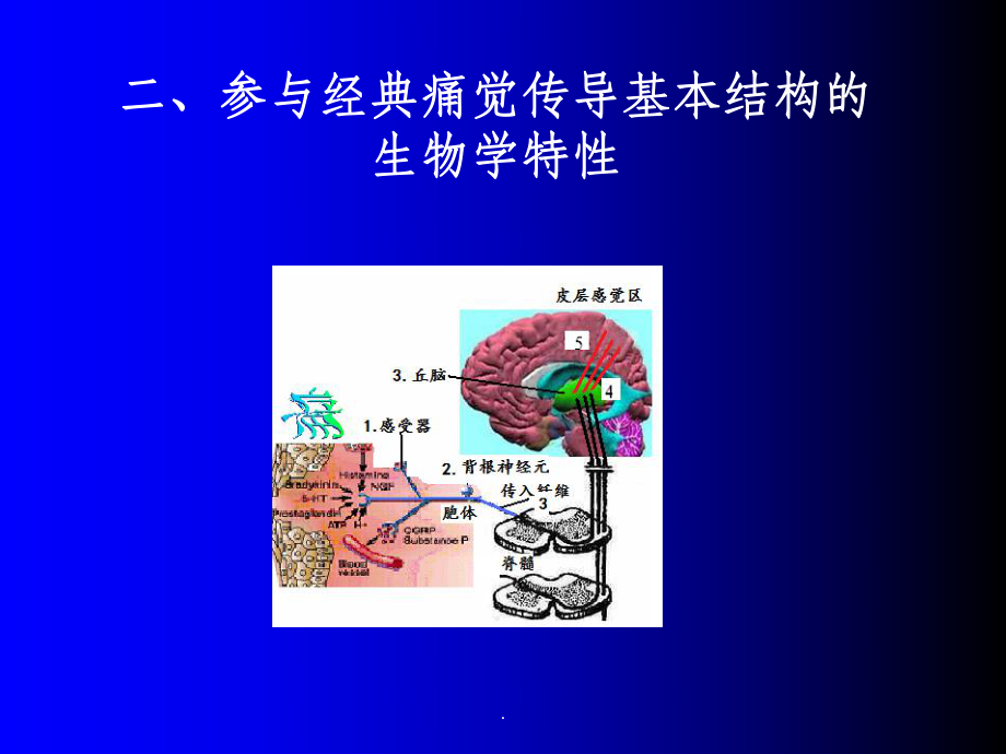 痛觉的传导ppt课件.ppt_第3页