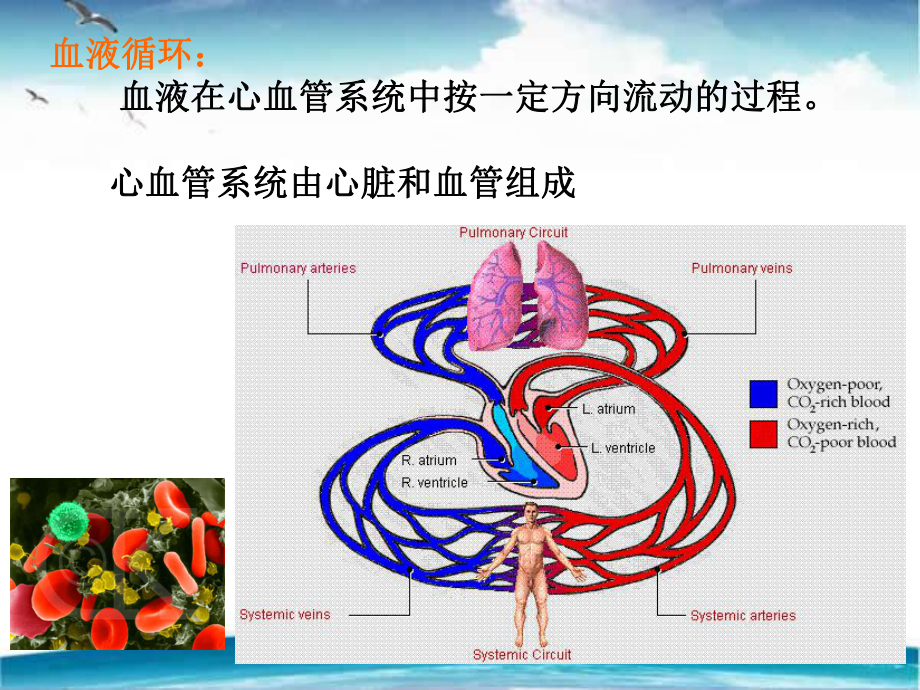 《生理学》血液循环-ppt课件.ppt_第2页