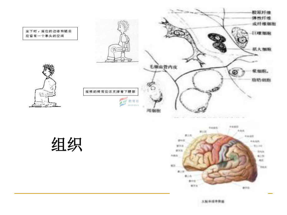 幼儿卫生学第一章婴幼儿的身体特点-ppt课件.ppt_第2页