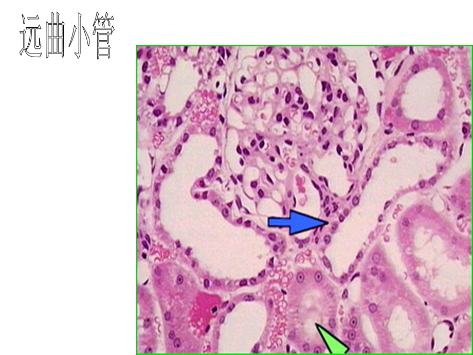 组织胚胎学切片复习-(2)-PPT课件.ppt_第1页