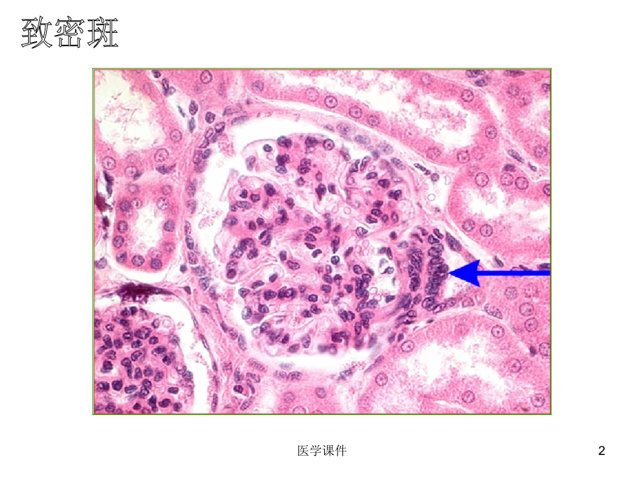 组织胚胎学切片复习-(2)-PPT课件.ppt_第2页