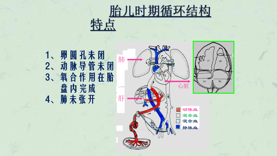 心脏超声常用切面及解剖课件.ppt_第2页