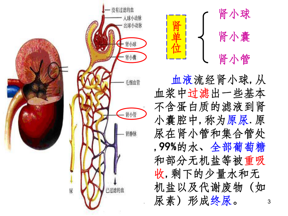 水平衡调节PPT课件.ppt_第3页