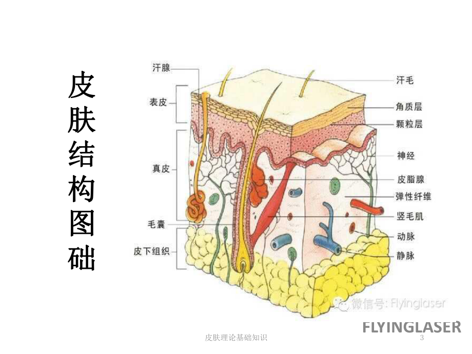 皮肤理论基础知识培训课件.ppt_第3页