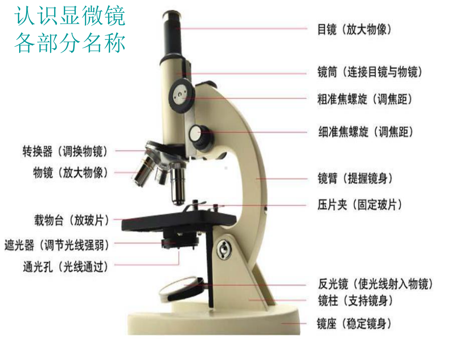 七年级生物上册-2.1.1-使用显微镜总复习课件.ppt_第3页