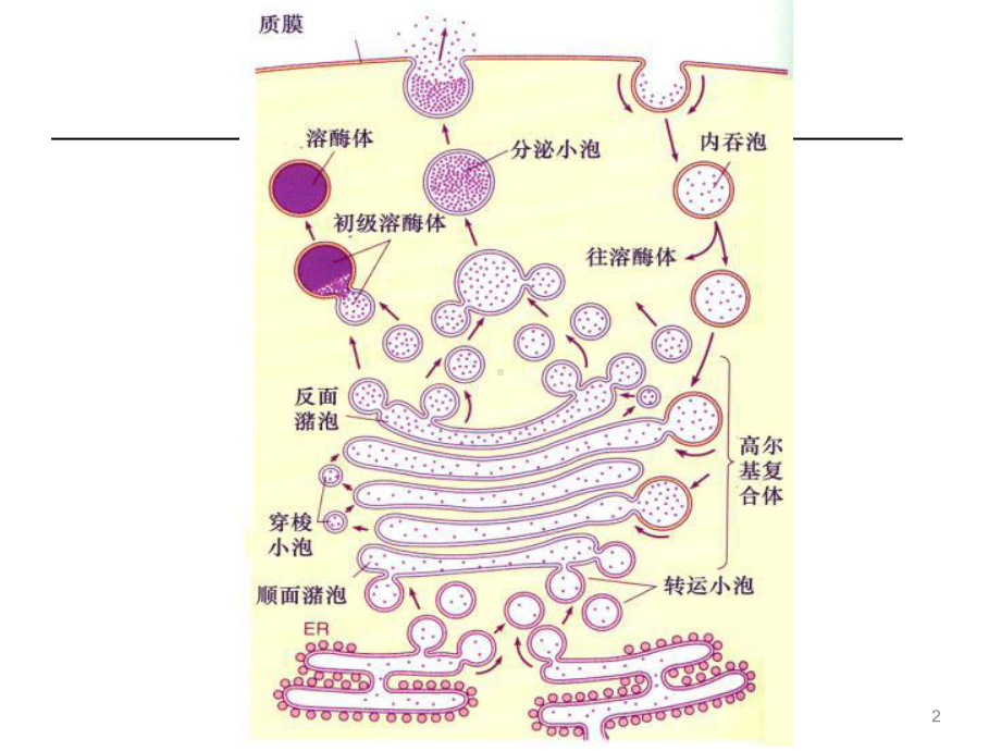 溶酶体及过氧化物酶体-课件.pptx_第2页